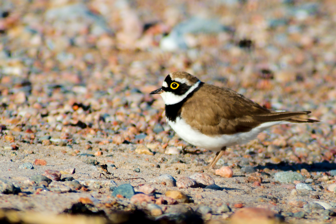 Little ringed plover in Estonia  Charadrius dubius,Little Ringed Plover
