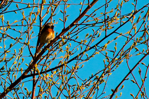 Common redstart in Estonia  Common Redstart,Phoenicurus phoenicurus