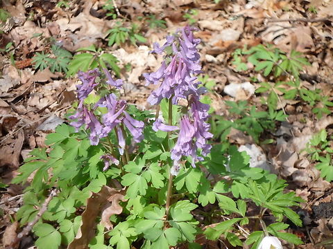 Corydalis solida in Estonia  Corydalis solida,Fumewort