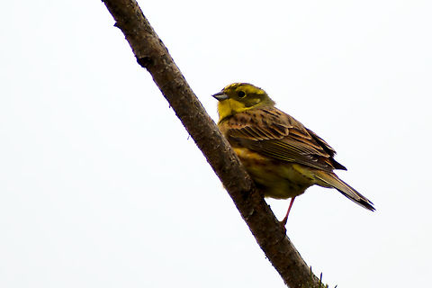 Yellowhammer in Estonia  Emberiza citrinella,Yellowhammer