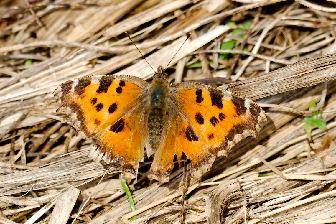 Large tortoiseshell in Estonia  Large Tortoiseshell,Nymphalis polychloros