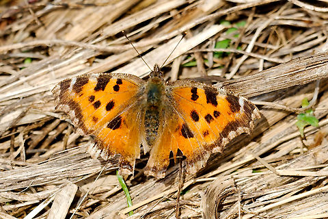 Large tortoiseshell in Estonia  Large Tortoiseshell,Nymphalis polychloros