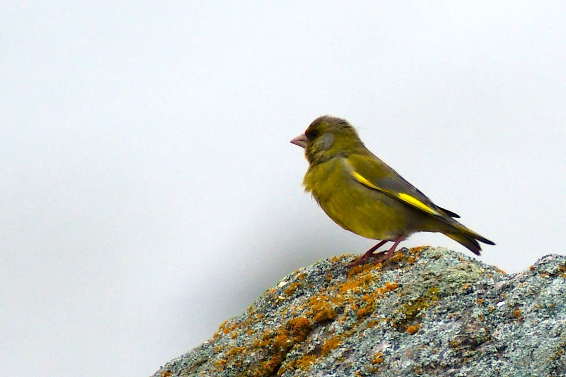 European greenfinch  Chloris chloris,European Greenfinch