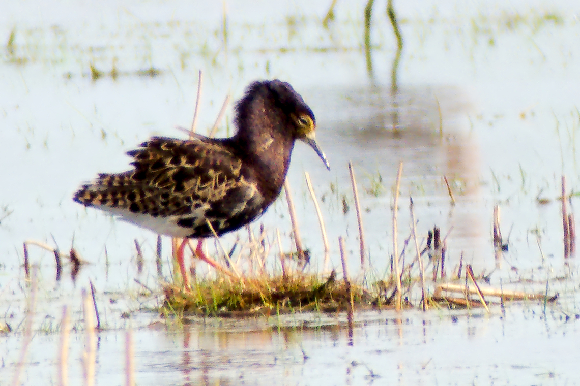 male ruff in Estonia  Calidris pugnax,Ruff