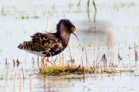male ruff in Estonia  Calidris pugnax,Ruff