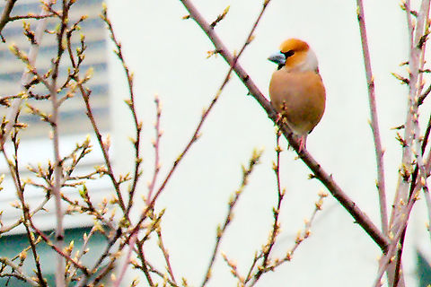 Hawfinch in Estonia  Coccothraustes coccothraustes,Estonia,Geotagged,Hawfinch,Spring