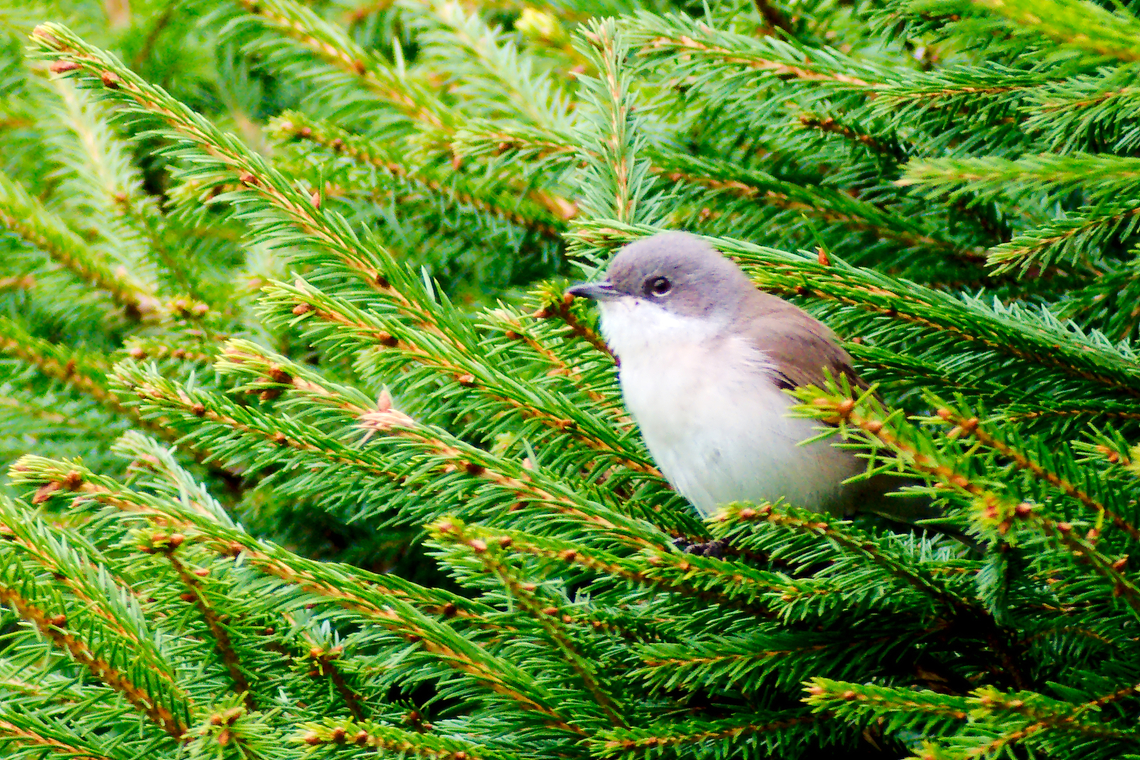 Lesser whitethroat in Estonia  Curruca curruca,Lesser whitethroat