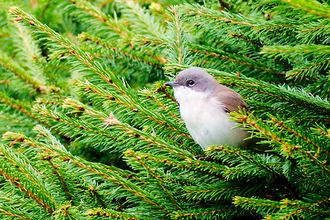 Lesser whitethroat in Estonia  Curruca curruca,Lesser whitethroat