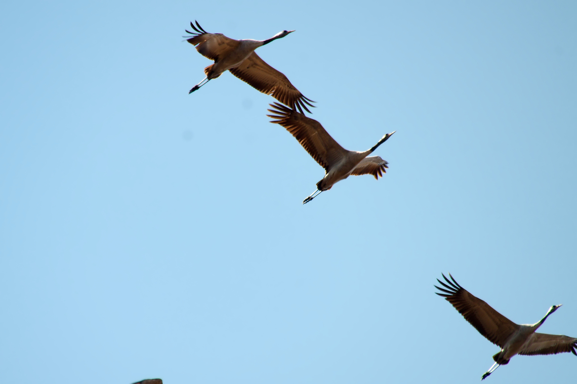 Common Cranes flying over Estonia  Common Crane,Grus grus