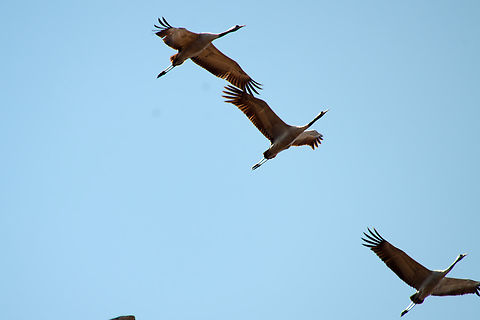 Common Cranes flying over Estonia  Common Crane,Grus grus