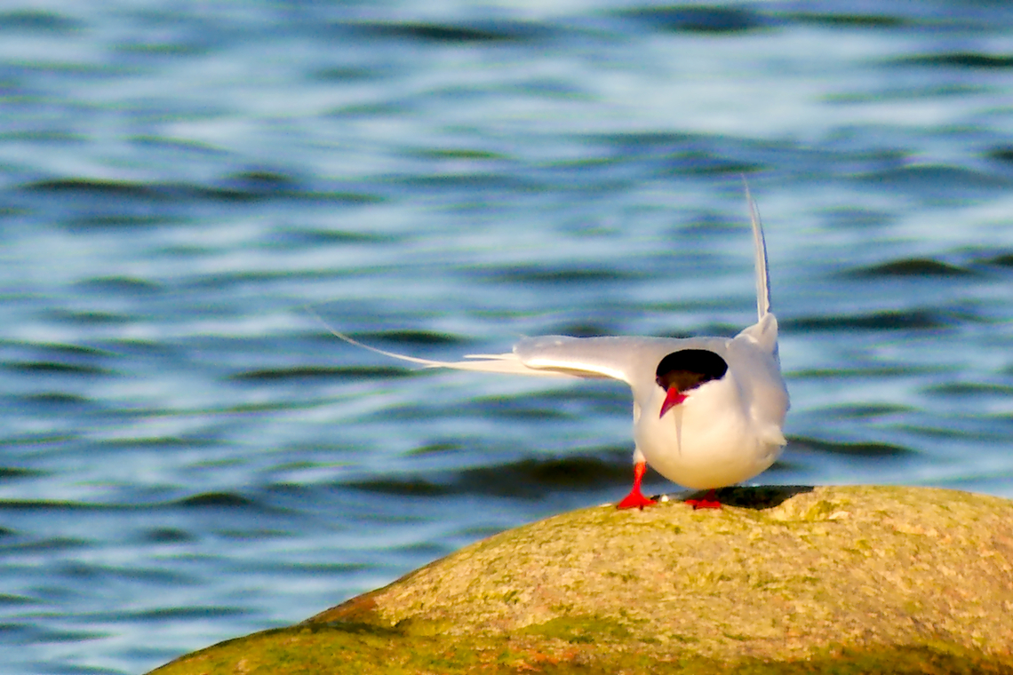 Arctic tern in Estonia  Arctic tern,Sterna paradisaea