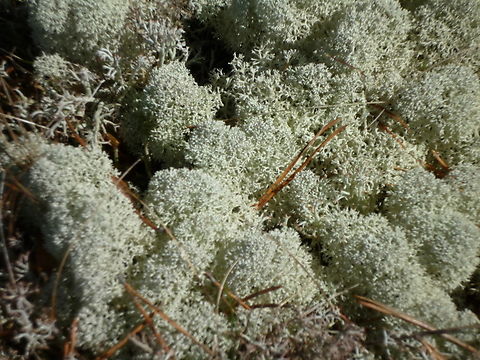 Star-tipped Reindeer Lichen