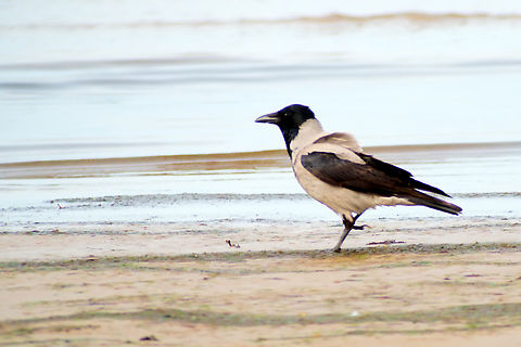 Hooded crow in Estonia  Corvus cornix,Hooded Crow
