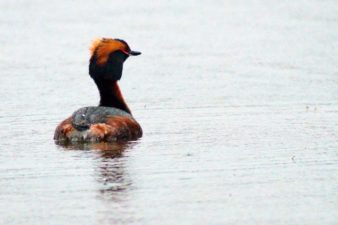 Horned grebe in Estonia  Horned grebe,Podiceps auritus