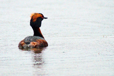 Horned grebe in Estonia  Horned grebe,Podiceps auritus
