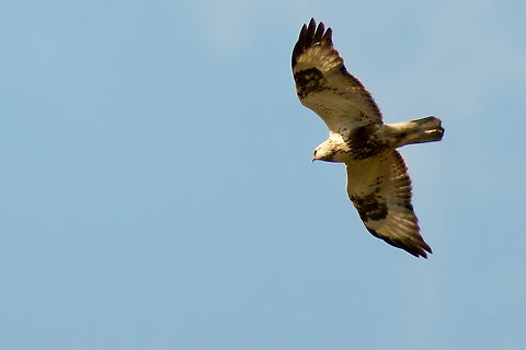 Rough-legged buzzard in Estonia  Buteo lagopus,Estonia,Geotagged,Rough-legged buzzard,Spring