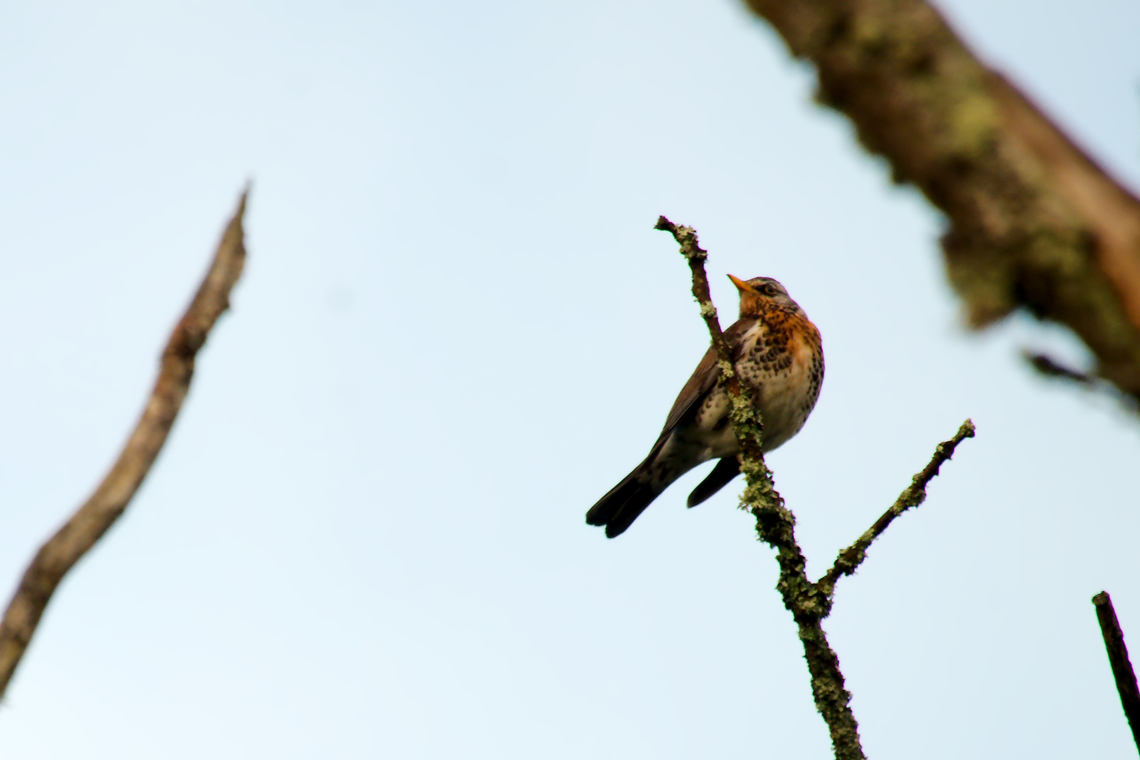 Redwing  Redwing,Turdus iliacus
