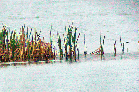 Red-necked grebe in Estonia  Estonia,Geotagged,Podiceps grisegena,Red-necked Grebe,Spring