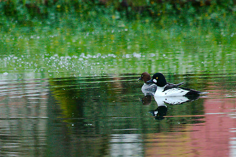 Common goldeneye in Estonia  Bucephala clangula,Common goldeneye,Estonia,Geotagged,Spring