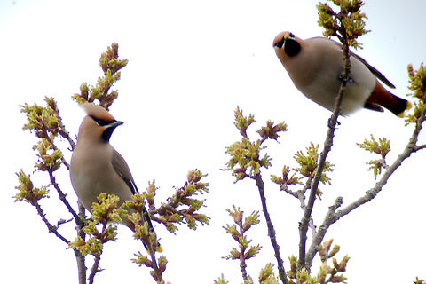 Bohemian waxwing in Estonia  Bohemian Waxwing,Bombycilla garrulus,Estonia,Geotagged,Spring