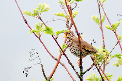 Song thrush  Estonia,Geotagged,Song Thrush,Spring,Turdus philomelos