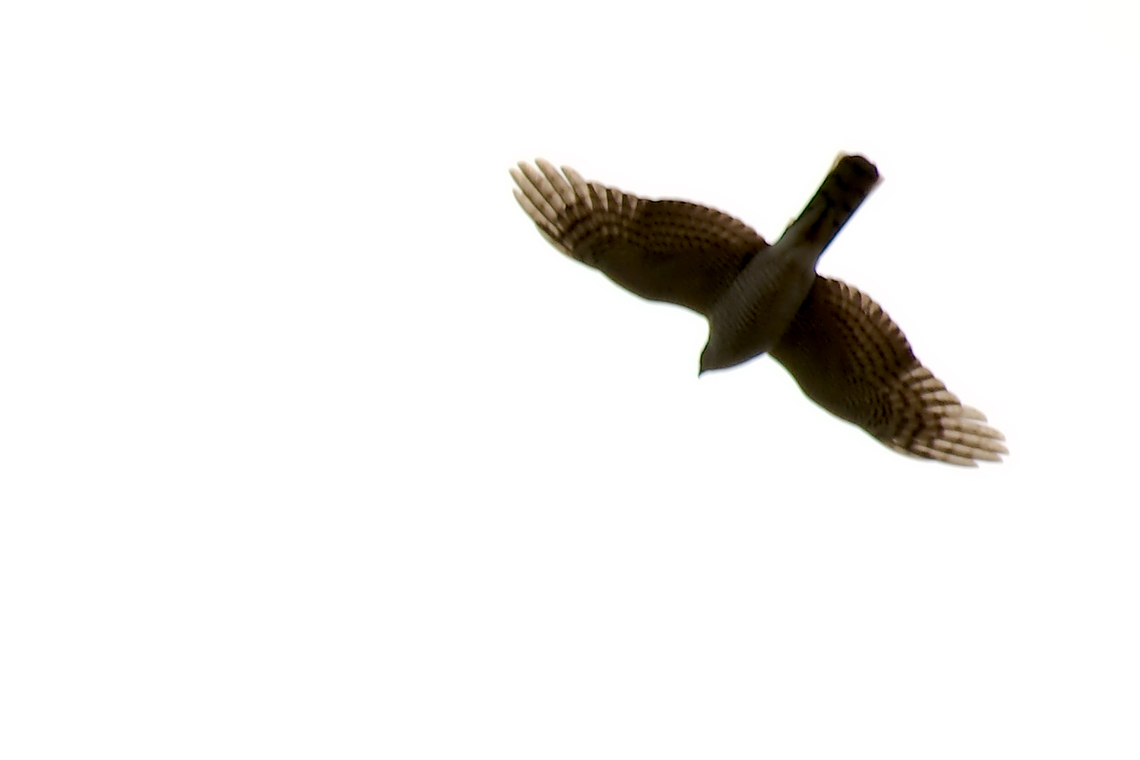 Eurasian sparrowhawk  Accipiter nisus,Eurasian Sparrowhawk