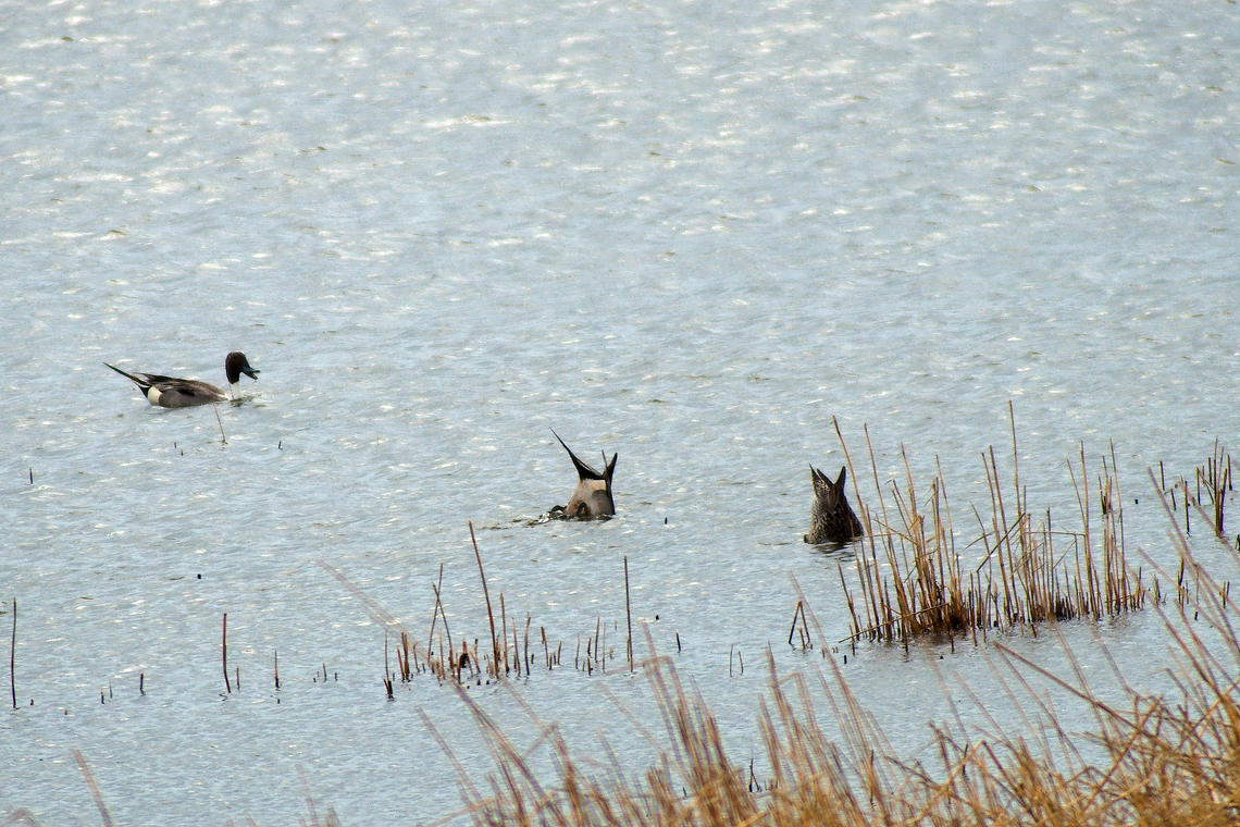 Northern pintail in Estonia  Anas acuta,Northern Pintail