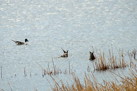 Northern pintail in Estonia  Anas acuta,Northern Pintail