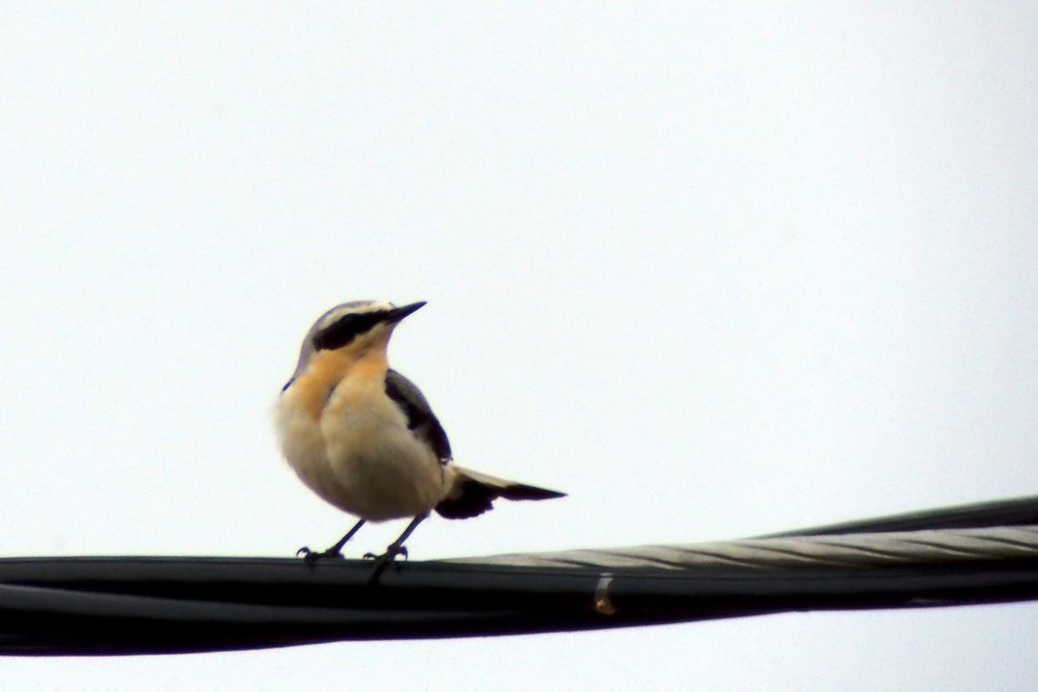 Northern wheatear in Estonia  Northern wheatear,Oenanthe oenanthe