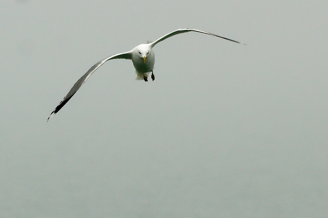 Common gull in Estonia  Estonia,Geotagged,Larus canus,Mew Gull,Spring