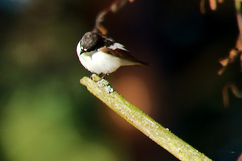 European pied flycatcher in Estonia  Estonia,European pied flycatcher,Ficedula hypoleuca,Geotagged,Spring