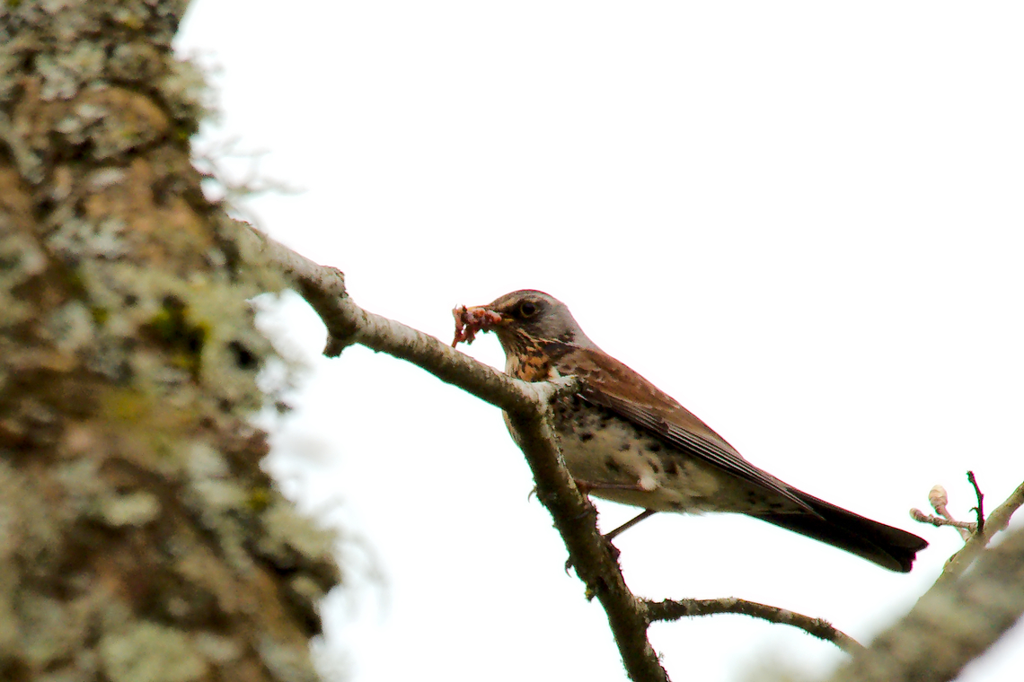 Fieldfare in Estonia  Fieldfare,Turdus pilaris