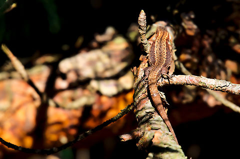 Viviparous lizard in Estonia  Zootoca vivipara
