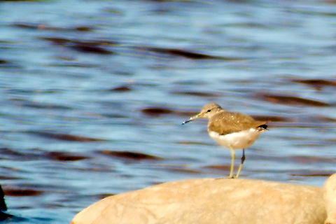 Green sandpiper in Estonia  Green sandpiper,Tringa ochropus