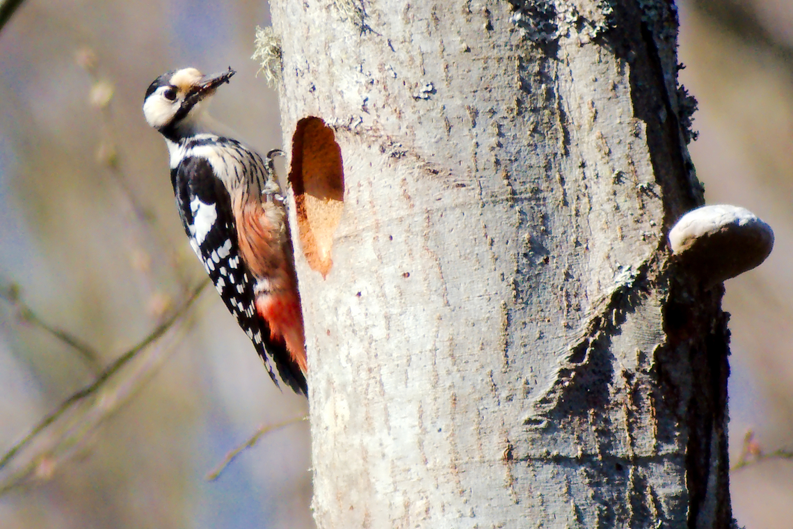 White-backed woodpecker in Estonia  Dendrocopos leucotos,Estonia,Geotagged,Spring,White-backed woodpecker