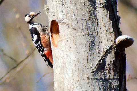 White-backed woodpecker in Estonia  Dendrocopos leucotos,Estonia,Geotagged,Spring,White-backed woodpecker