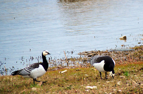Barnacle goose Estonia  Barnacle Goose,Branta leucopsis