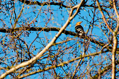 Eurasian hoopoe  Eurasian hoopoe,Upupa epops