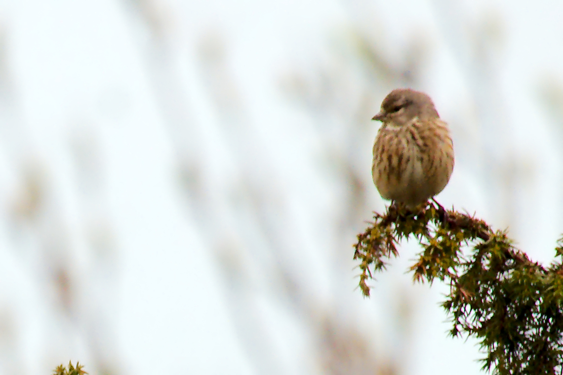 Meadow pipit Estonia  Anthus pratensis,Meadow pipit