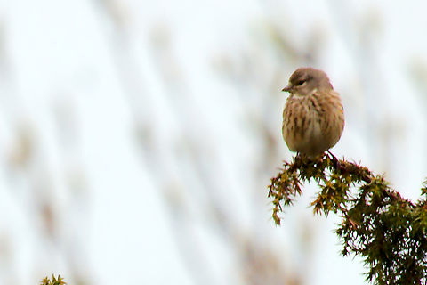 Meadow pipit Estonia  Anthus pratensis,Meadow pipit