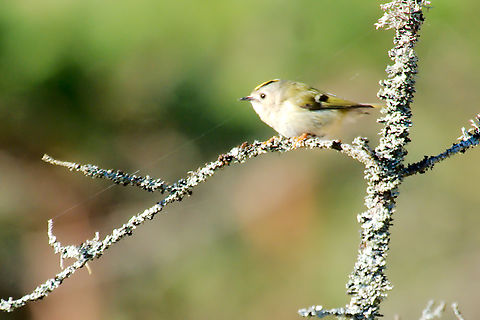 Goldcrest in Estonia  Goldcrest,Regulus regulus
