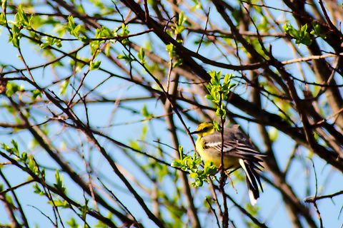 Citrine wagtail in Estonia  Citrine wagtail,Motacilla citreola