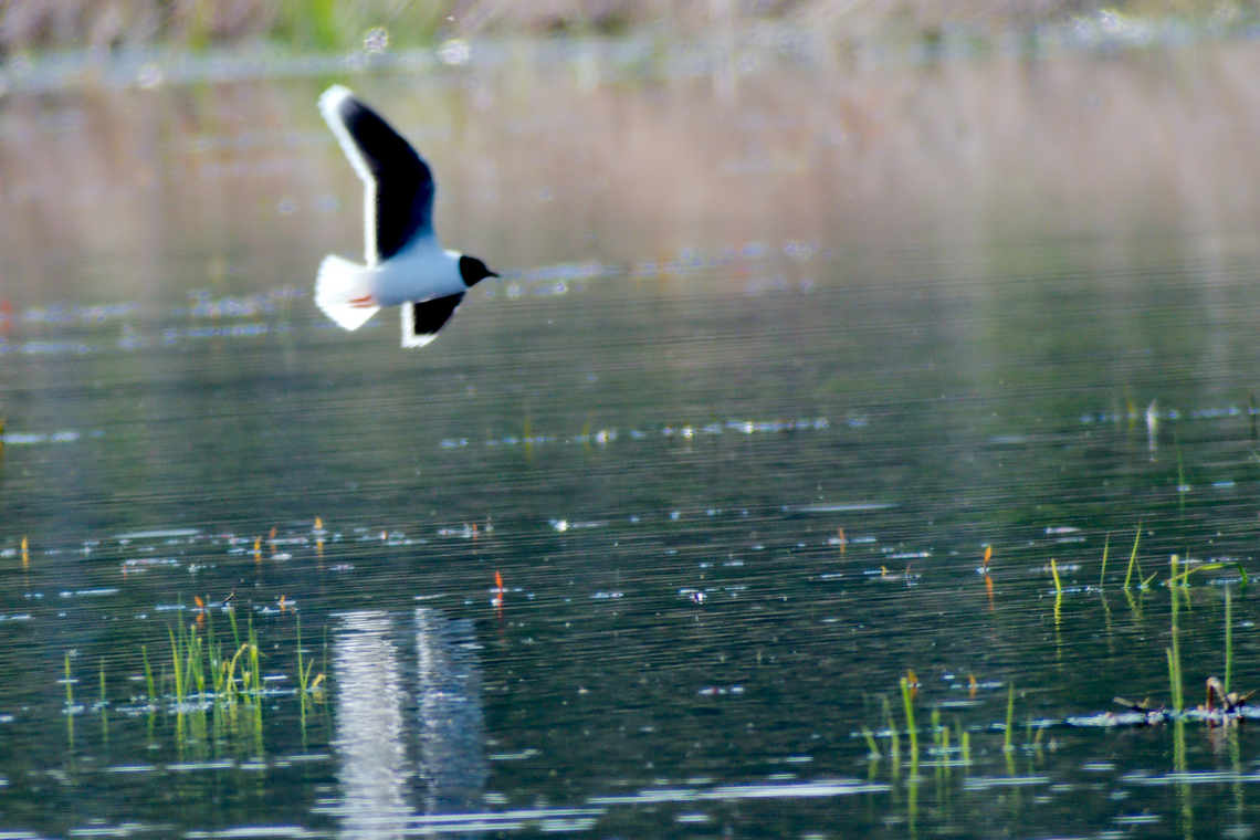 Little gull in Estonia  Hydrocoloeus minutus,Little Gull