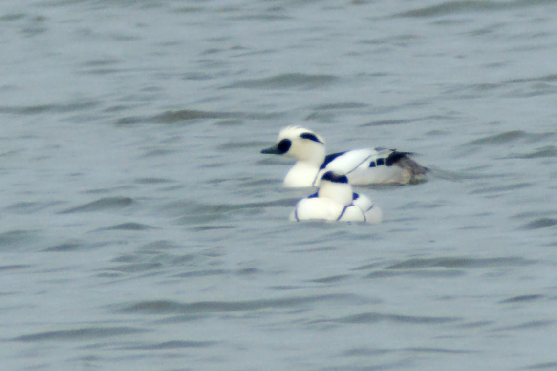 Smew in Estonia  Estonia,Geotagged,Mergellus albellus,Smew,Spring