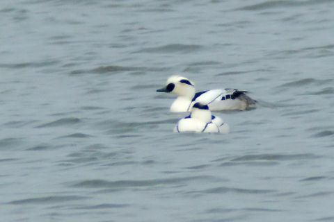 Smew in Estonia  Estonia,Geotagged,Mergellus albellus,Smew,Spring