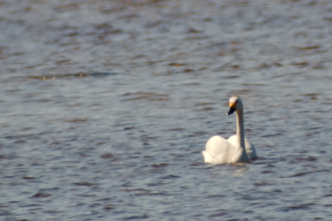 Tundra swan Estonia  Cygnus columbianus,Tundra swan