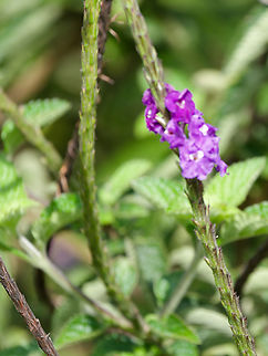 Stachytarpheta frantzii in Peru  Geotagged,Peru,Purple Porterweed,Spring,Stachytarpheta frantzii