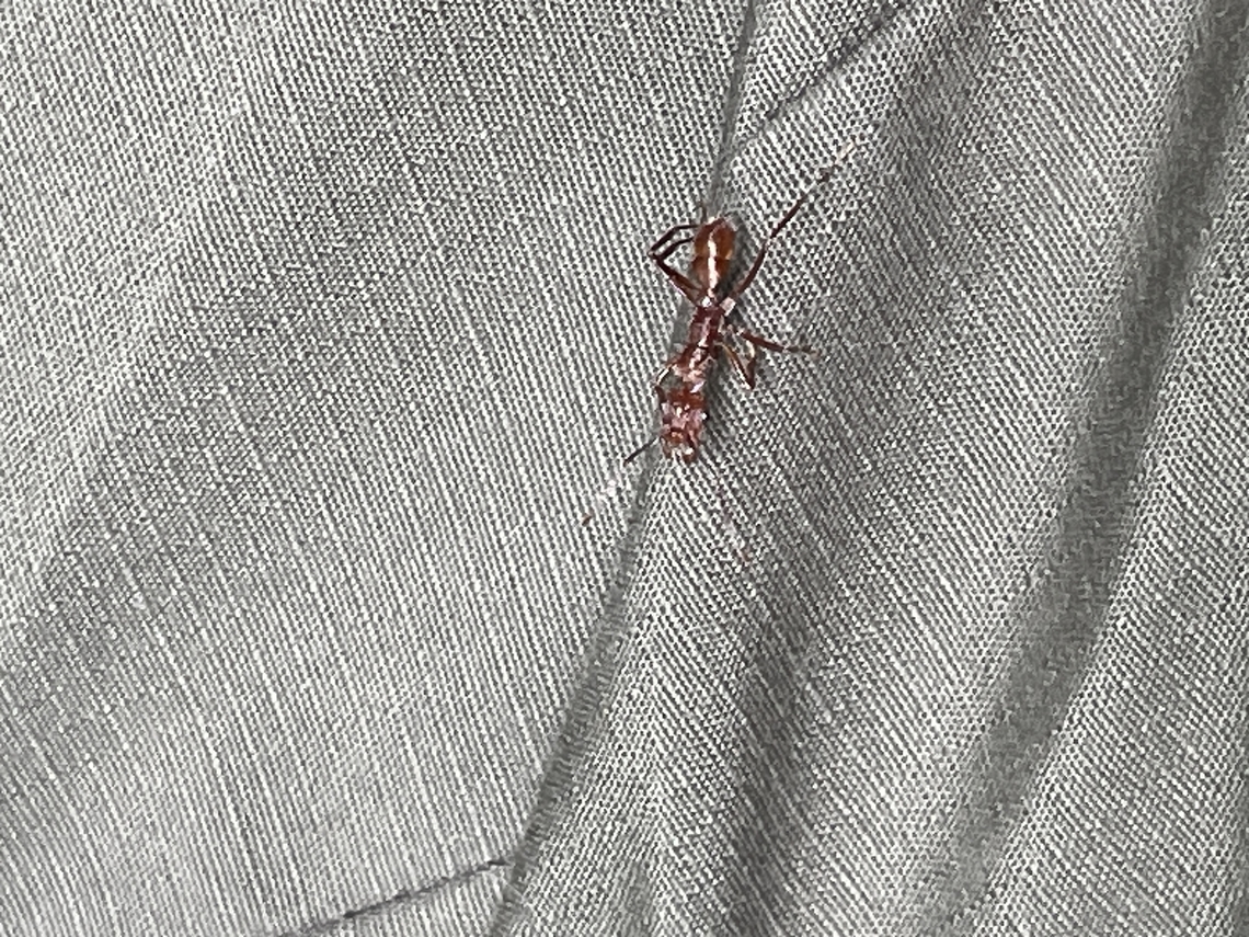 Ectatomma tuberculatum on my clothings Ectatomma tuberculatum,Geotagged,Peru,Spring