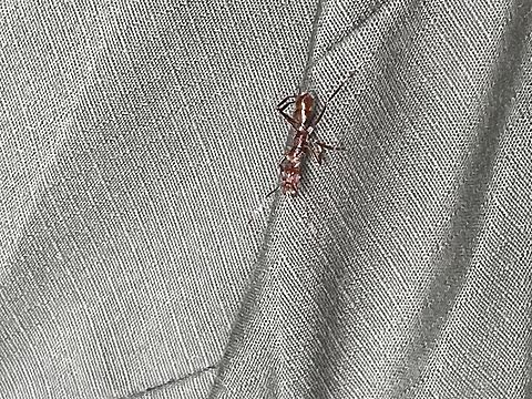 Ectatomma tuberculatum on my clothings Ectatomma tuberculatum,Geotagged,Peru,Spring