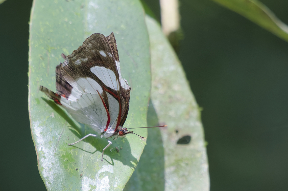 Pyrrhogyra neaerea in Costa Rica while it's raining trying to clear up old unidentified files ... Leading Red-Ring,Pyrrhogyra neaerea